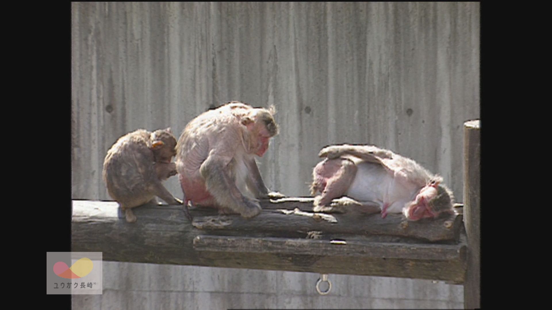 稲佐山のサルがストレスで脱毛症に～原因はオス・メスのバランス逆転！イメージ